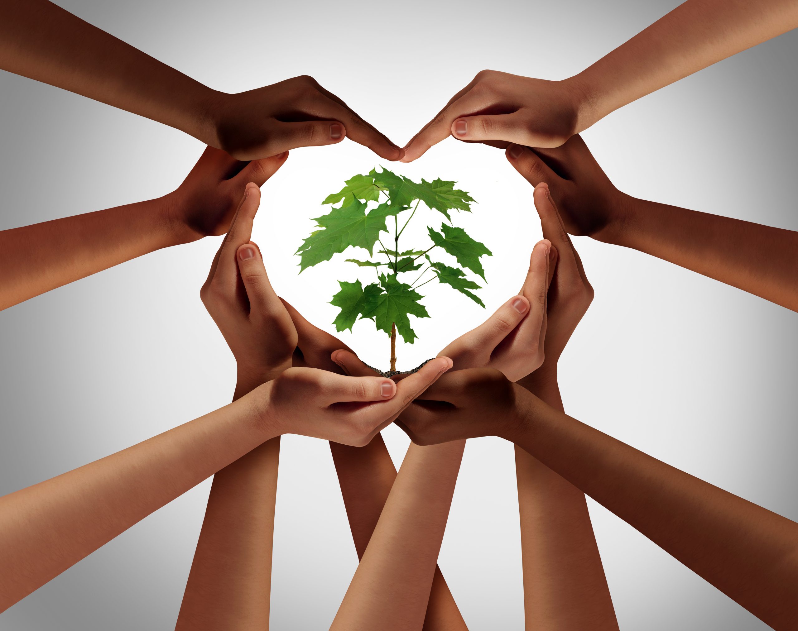 group of hands forming a heart shape around a tree sapling